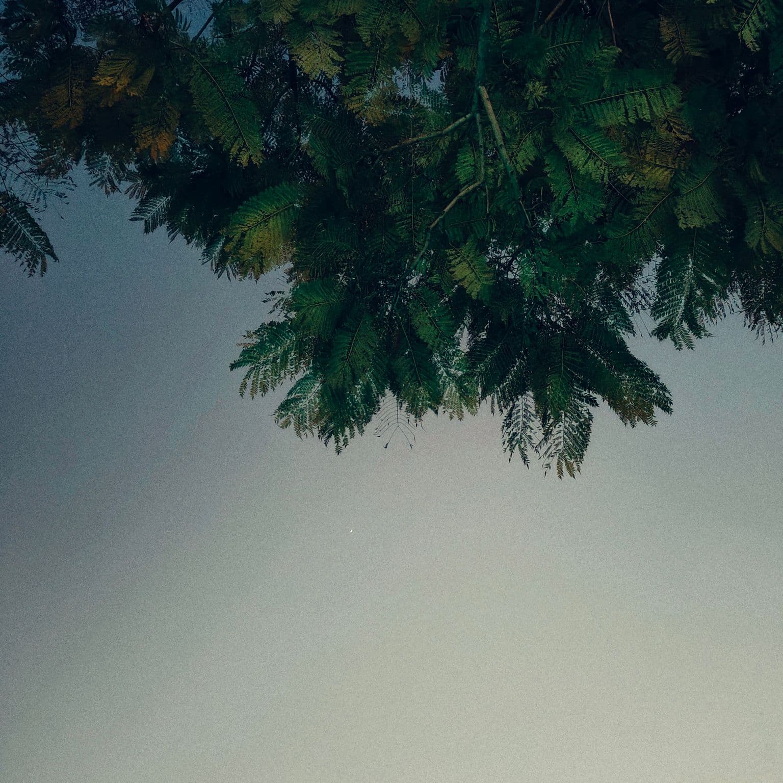 2025 01 01 greens looking down